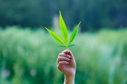 Hand hält Cannabis-Pflanze vor Feld